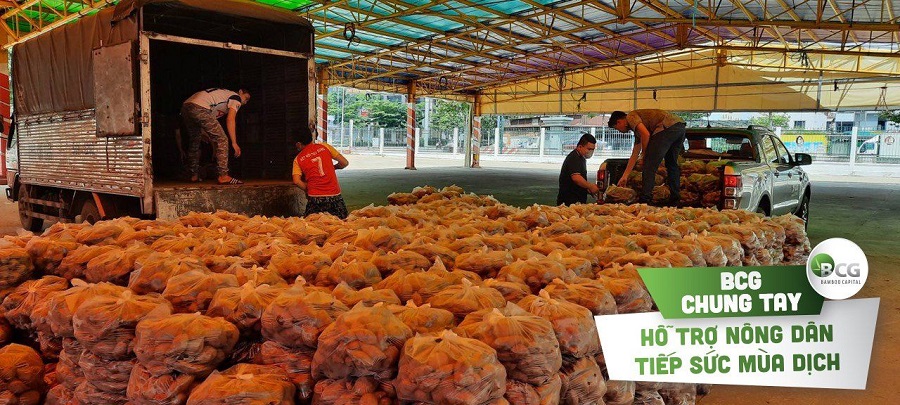 BCG helps Vinh Long farmers consume 17 tons of sweet potatoes