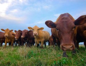 Bộ trưởng bộ Tài nguyên Môi trường Lào tham quan dự án chăn nuôi bò của công ty Viet Golden Farm tại Lào
